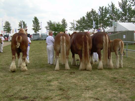 Samling efter Duxia I