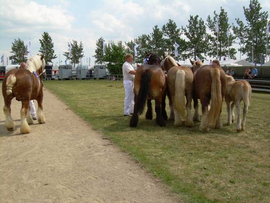 Samling efter Lise I