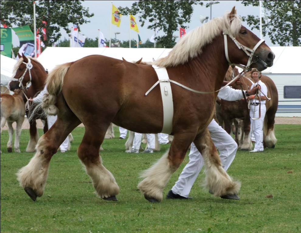 Johan_fløj_3-årige_hingste.JPG