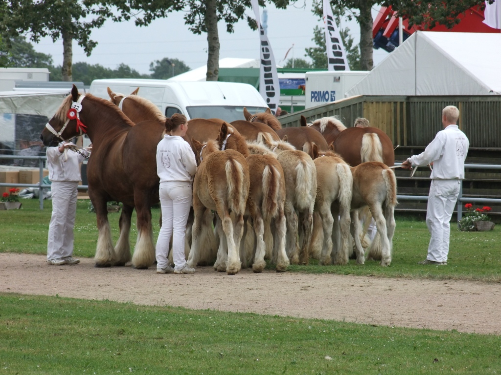 skuets_bedste_samling_3.JPG