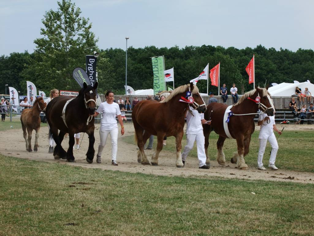 Landsskuet 2014 058.JPG