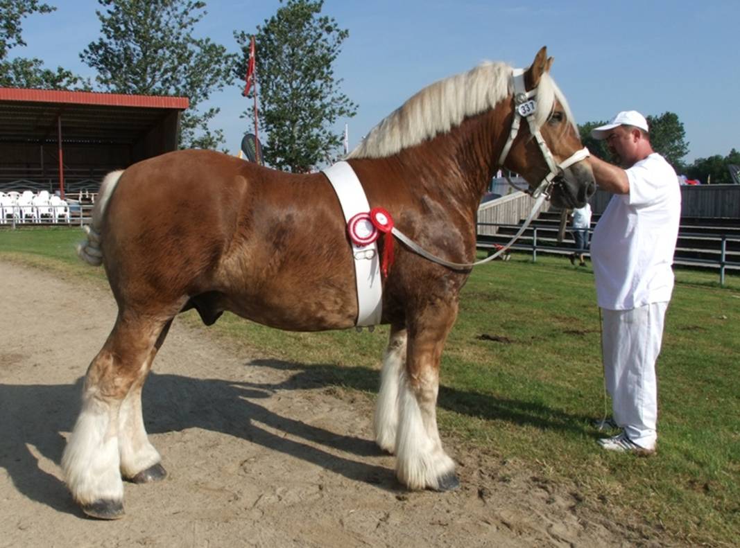 Hedens Noah 4-års hingst x.jpg